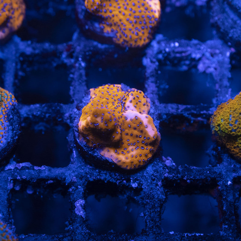 Mystic Sunset Montipora