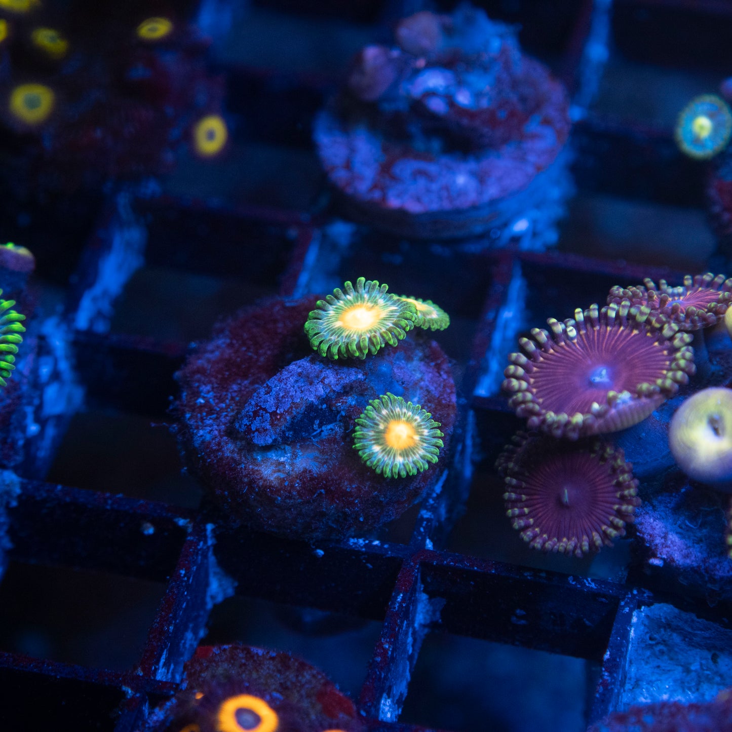Nebula Zoa