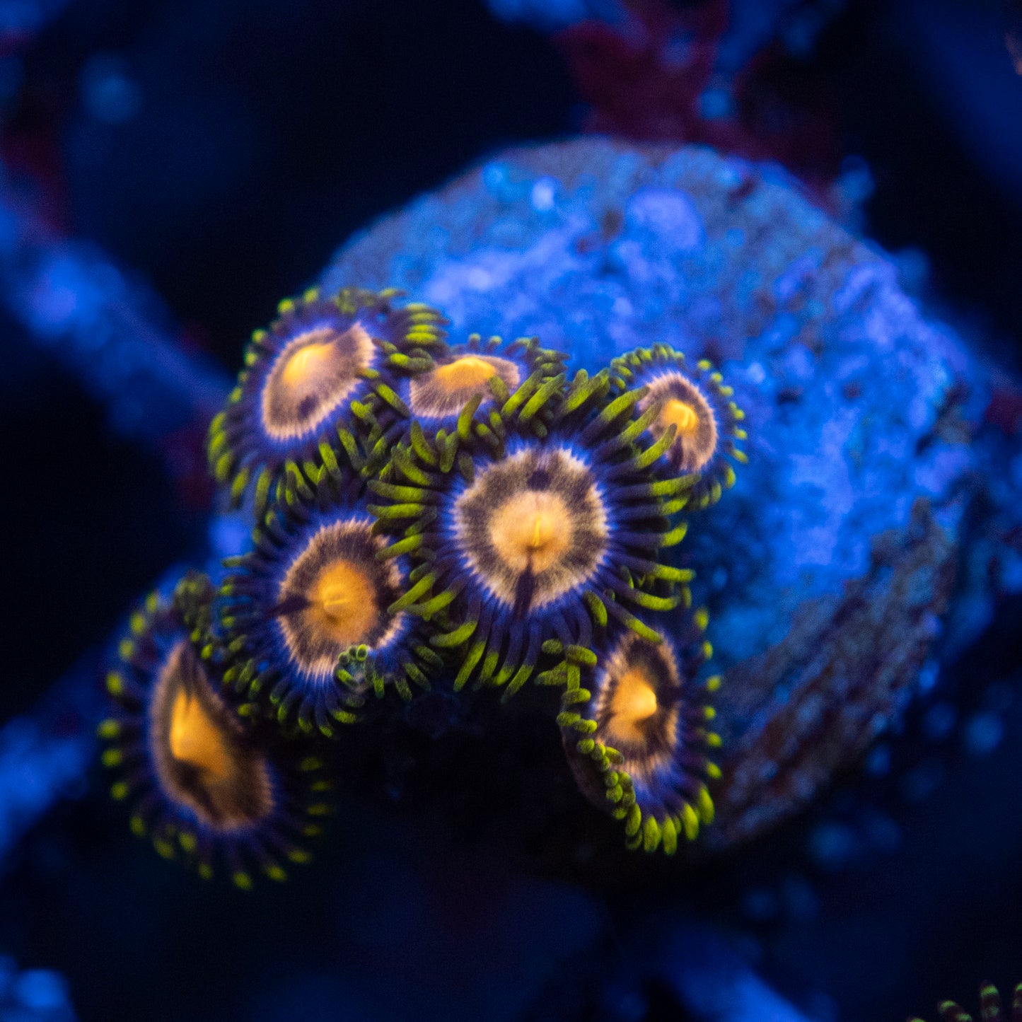 Nebula Zoas  WYSIWYG coral from AquaGemCorals
