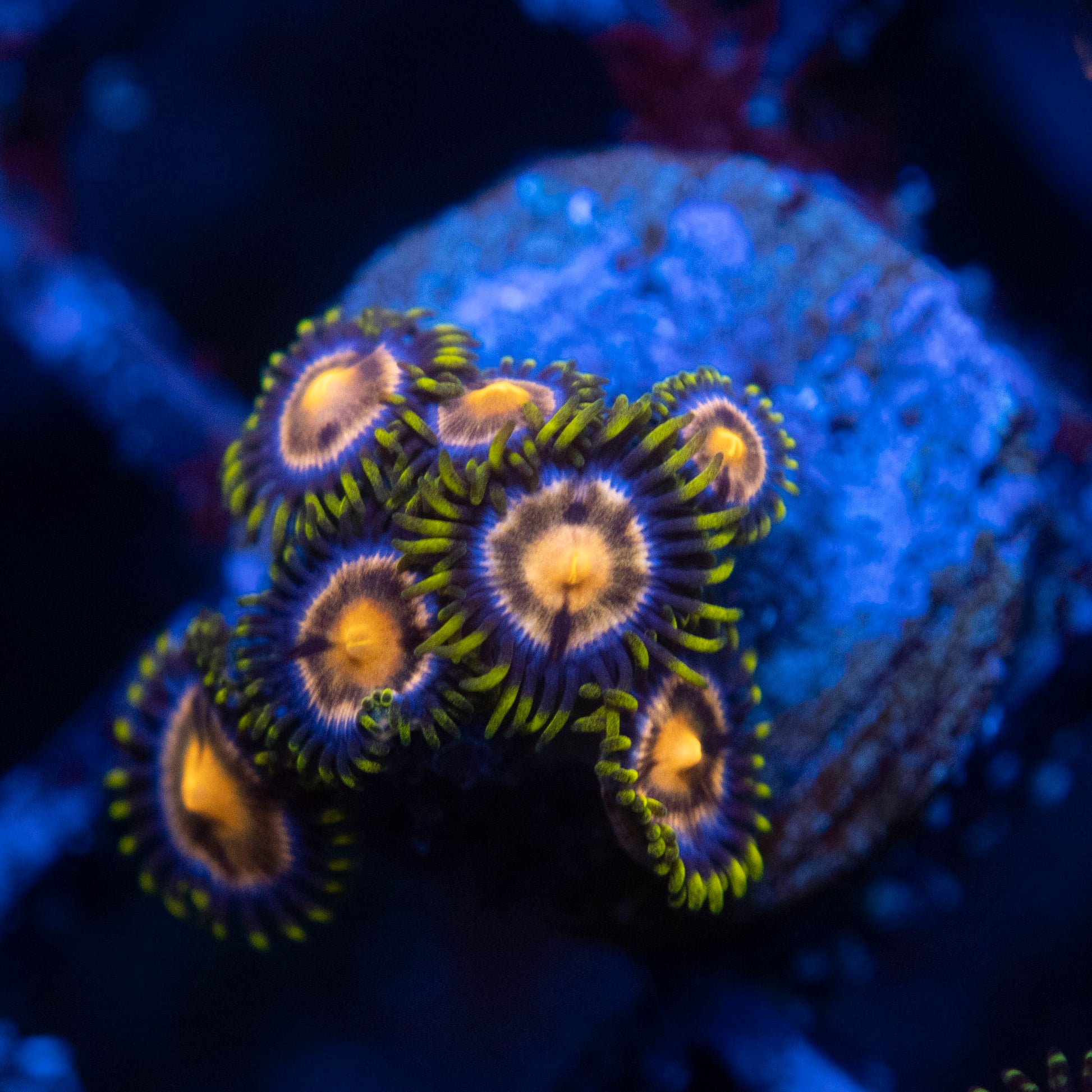 Nebula Zoas  WYSIWYG coral from AquaGemCorals