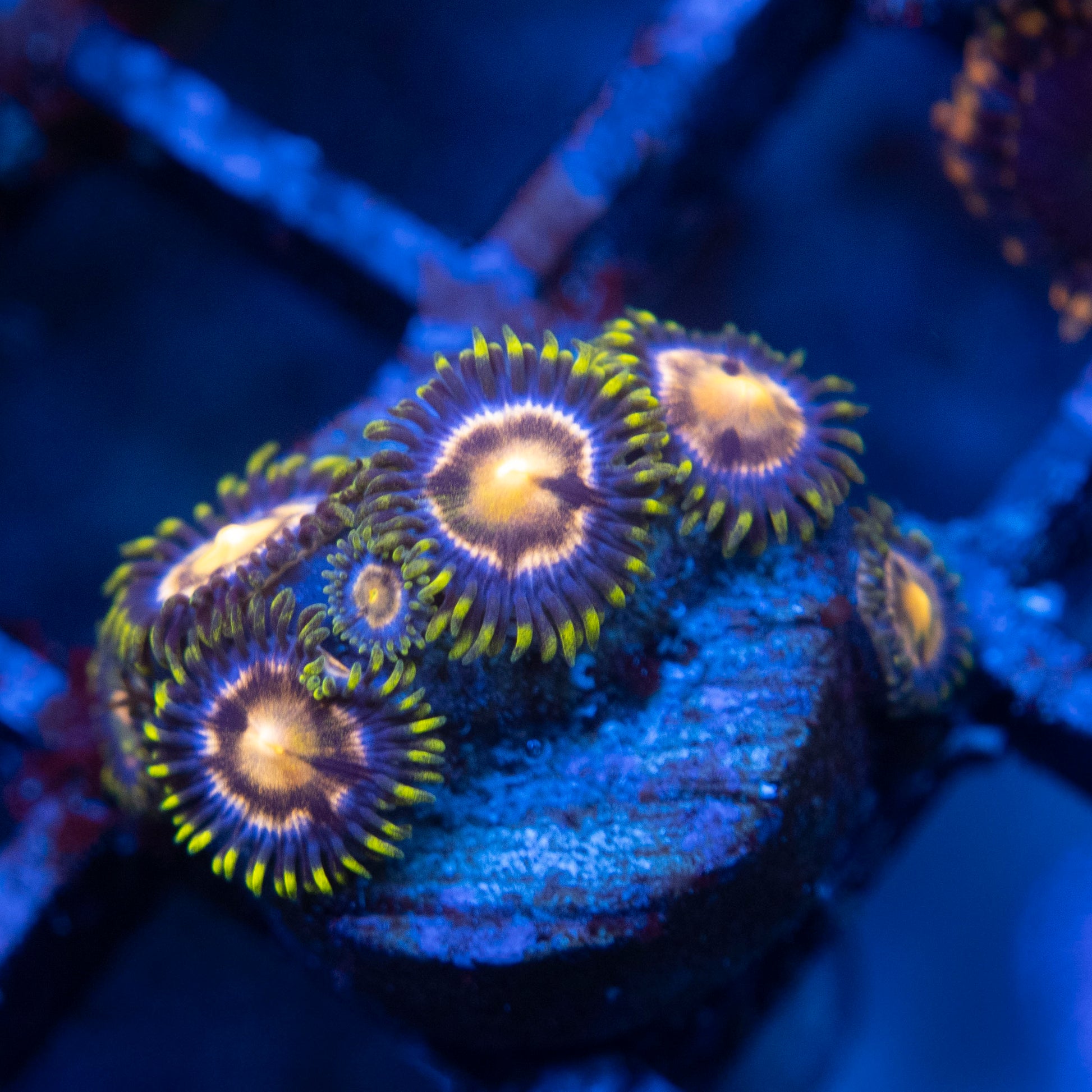 Nebula Zoas WYSIWYG coral from AquaGemCorals