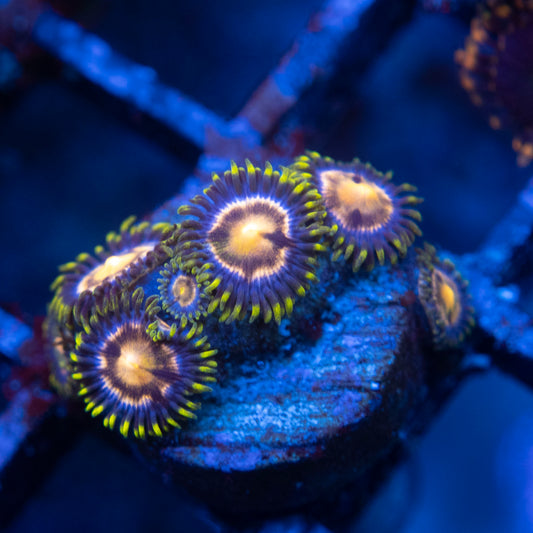 Nebula Zoas WYSIWYG coral from AquaGemCorals