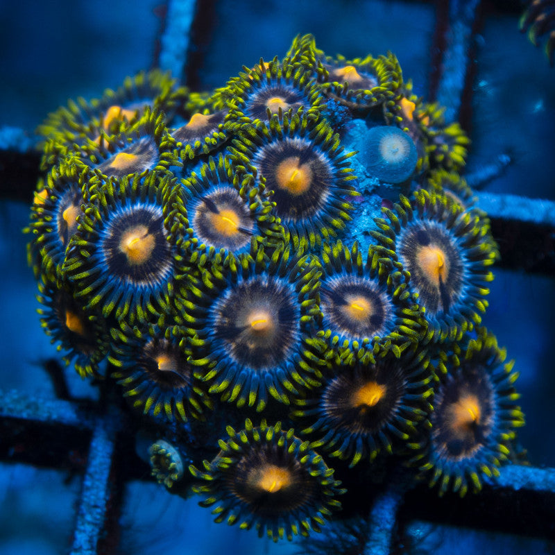 Nebula Zoas live coral for reef aquarium