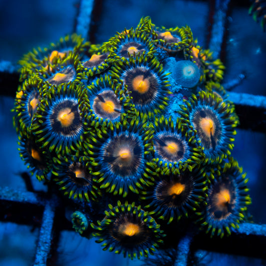 Nebula Zoas