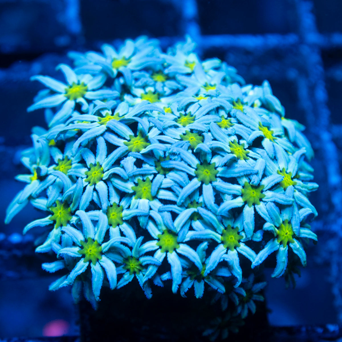 Neon Center Pipe Organ Coral live reef coral - AquaGemCorals