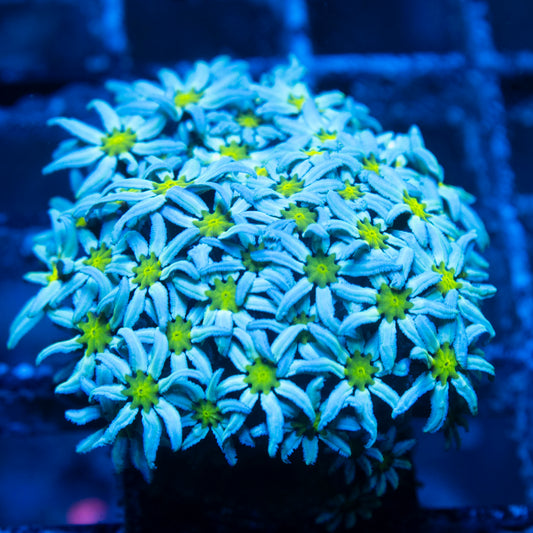 Neon Center Pipe Organ Coral live reef coral - AquaGemCorals