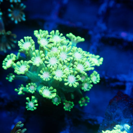 Neon Green Alveopora