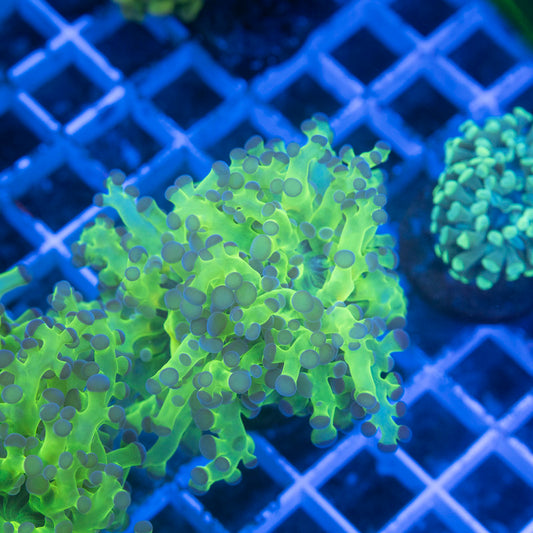 Neon Green Frogspawn