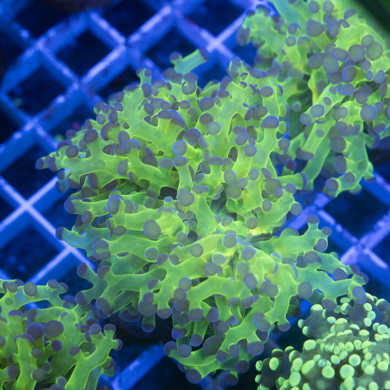 Neon Green Frogspawn