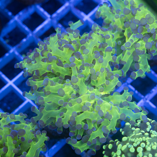 Neon Green Frogspawn
