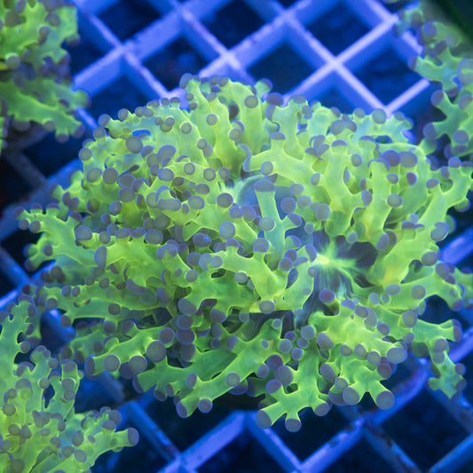 Neon Green Frogspawn