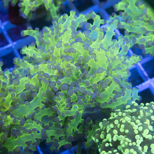Neon Green Frogspawn