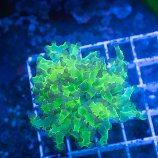 Neon Green Frogspawn