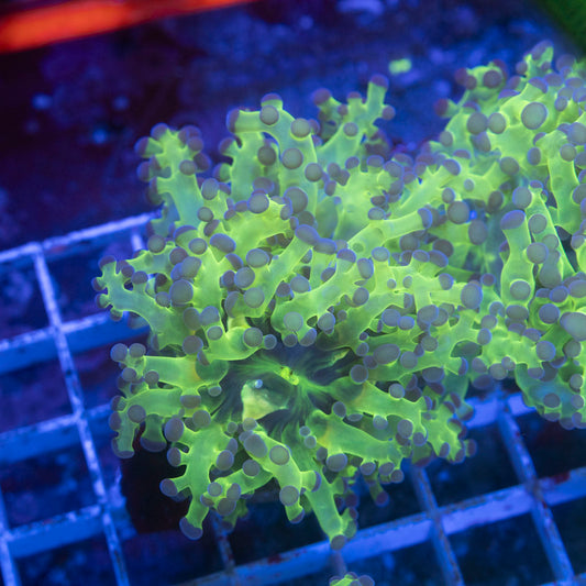 Neon Green Frogspawn