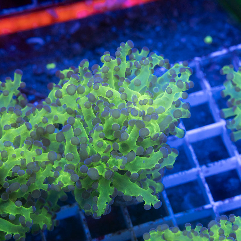 Neon Green Frogspawn