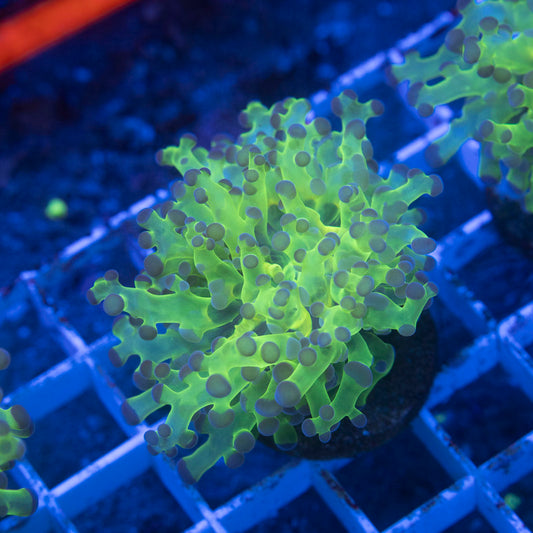 Neon Green Frogspawn