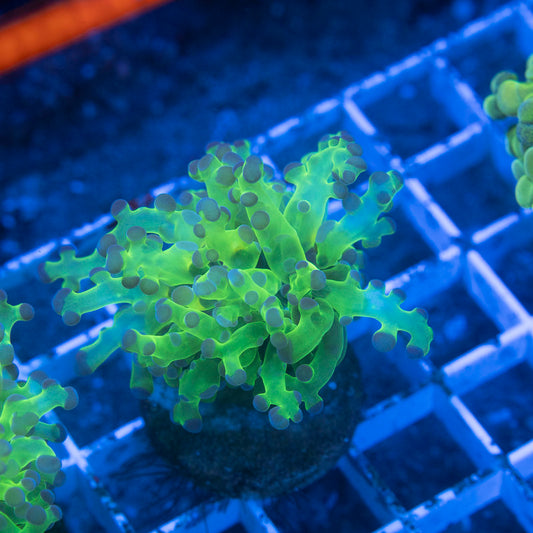 Neon Green Frogspawn