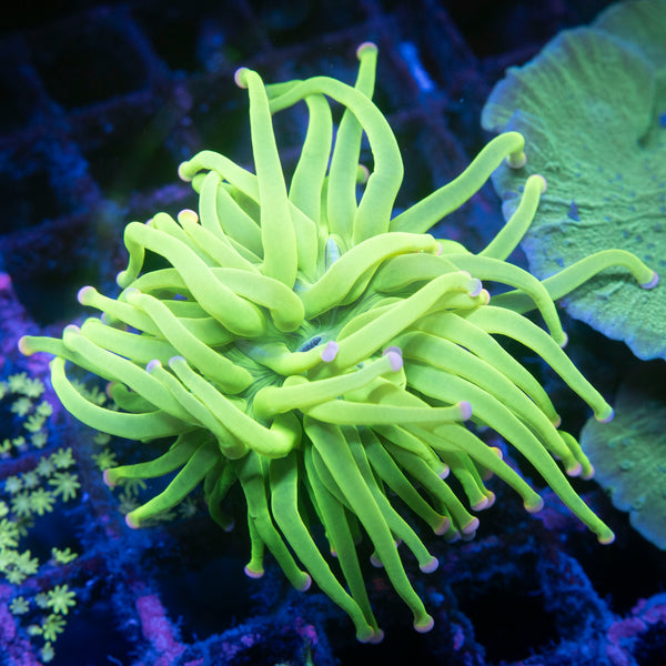 Neon Green Malaysian Torch