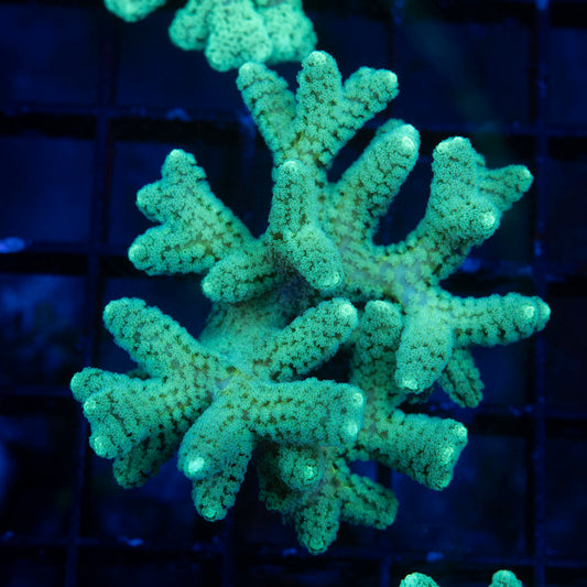 Neon Green Seriatopora - AquaGemCorals