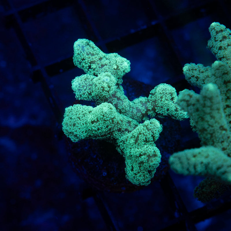 Neon Green Seriatopora - AquaGemCorals