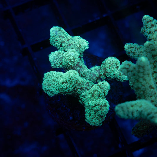 Neon Green Seriatopora - AquaGemCorals