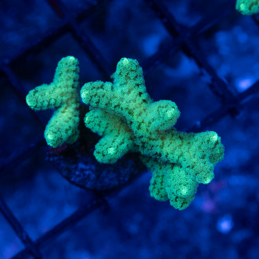 Neon Green Seriatopora - AquaGemCorals