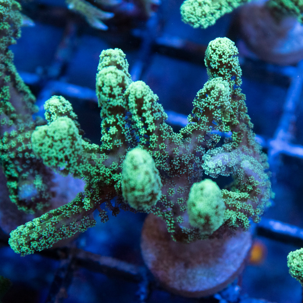 Neon Green Seriatopora coral frag from AquaGem Corals