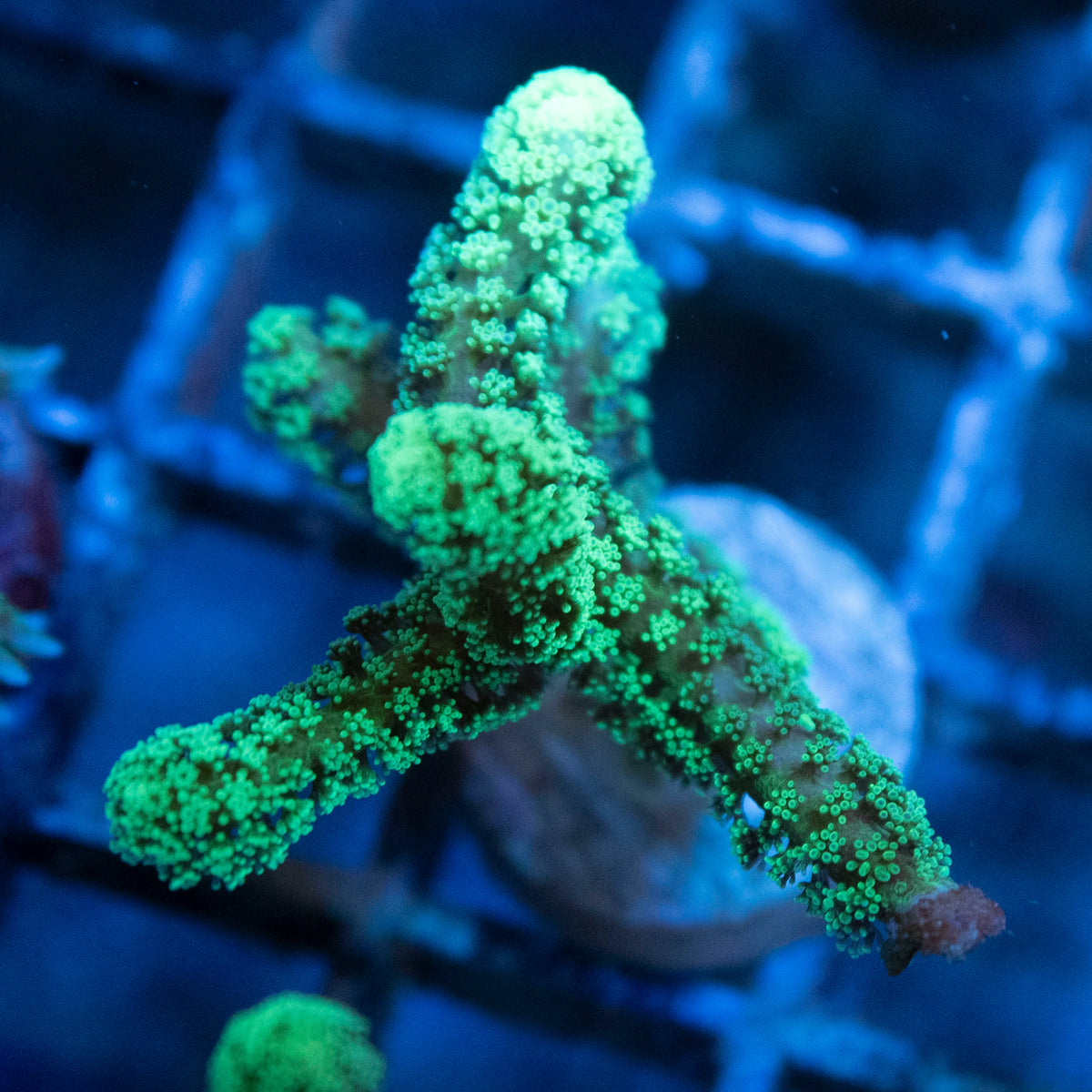 Neon Green Seriatopora coral frag from AquaGem Corals