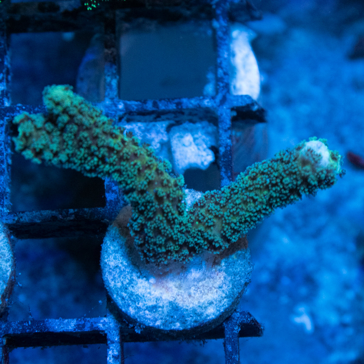 Neon Green Seriatopora coral frag from AquaGem Corals