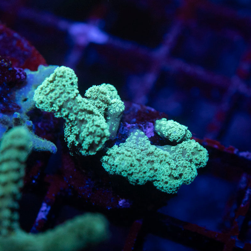 Neon Green Seriatopora - AquaGemCorals
