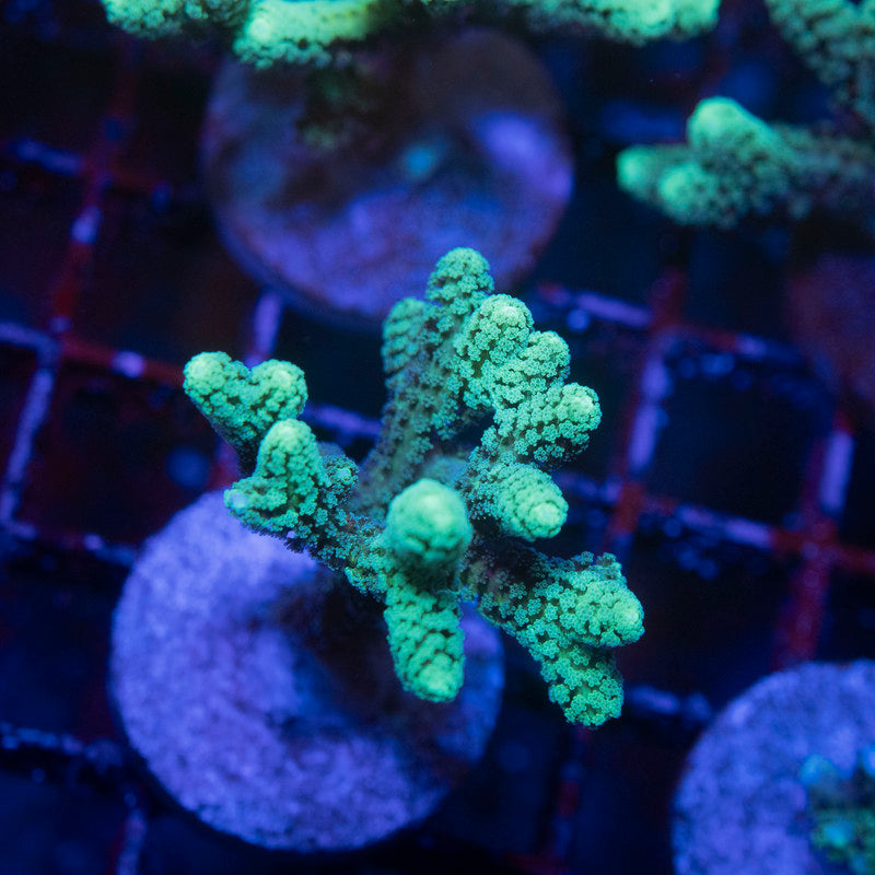 Neon Green Seriatopora - AquaGemCorals