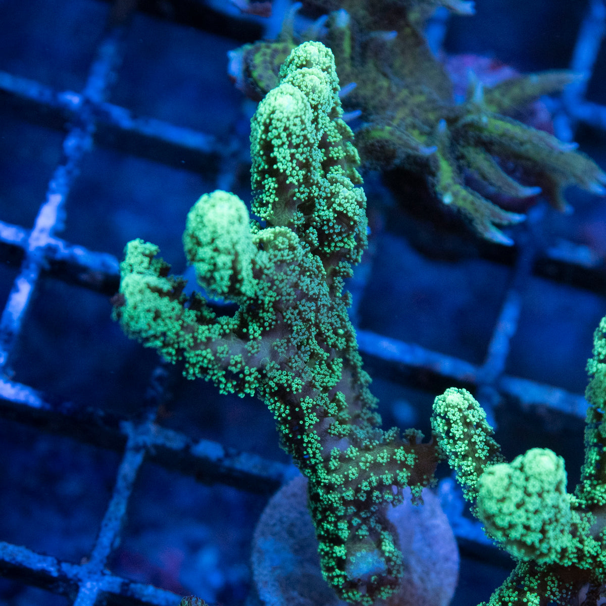Neon Green Seriatopora coral frag from AquaGem Corals