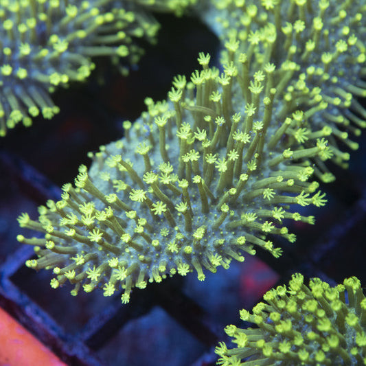 Neon Green Toadstool