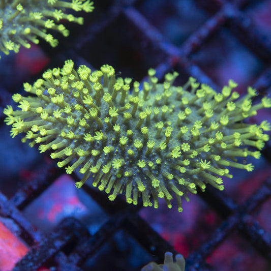 Neon Green Toadstool