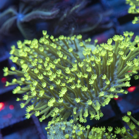 Neon Green Toadstool