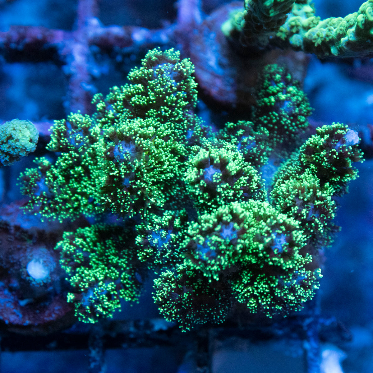 Neon Pocillopora coral frag from AquaGem Corals
