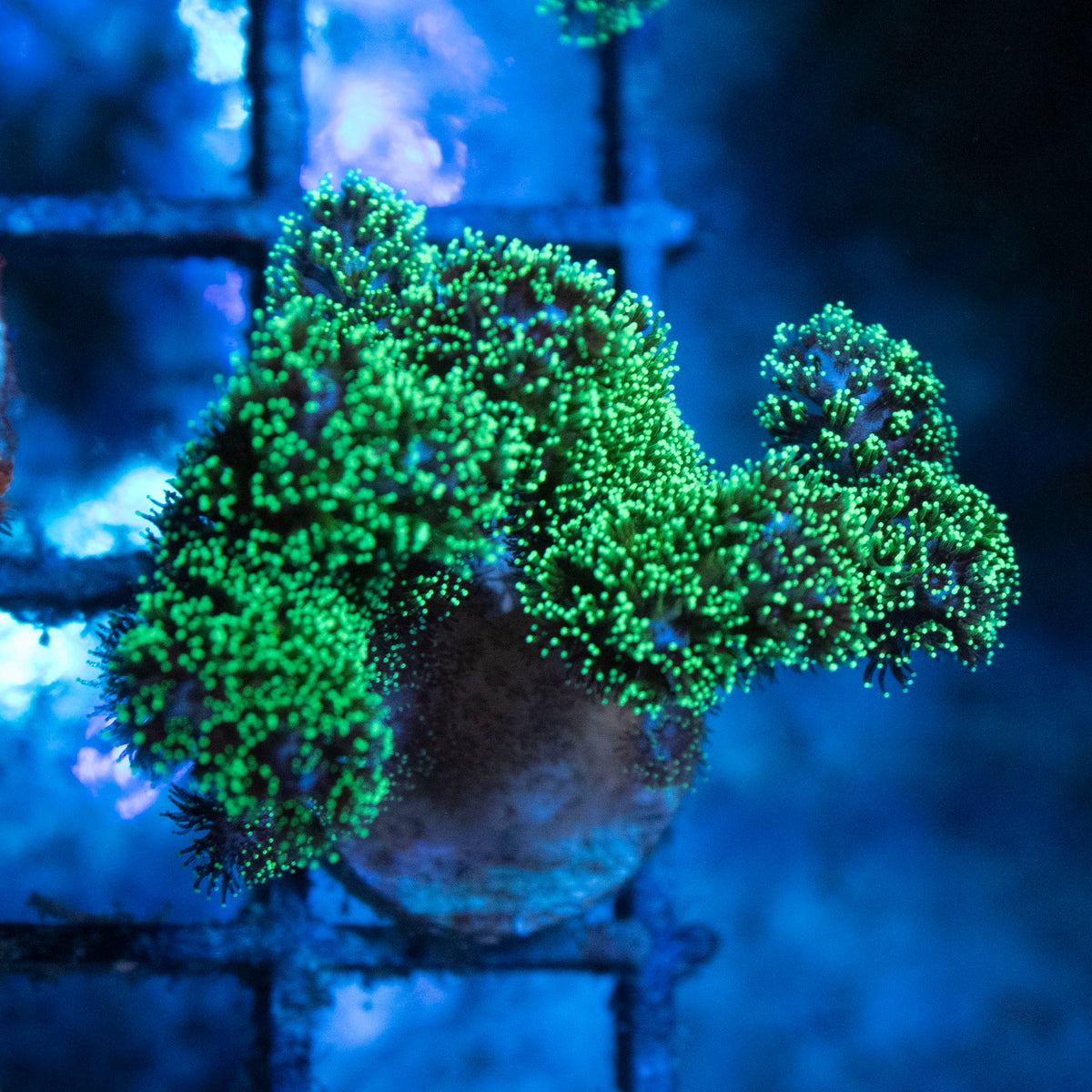 Neon Pocillopora coral frag from AquaGem Corals
