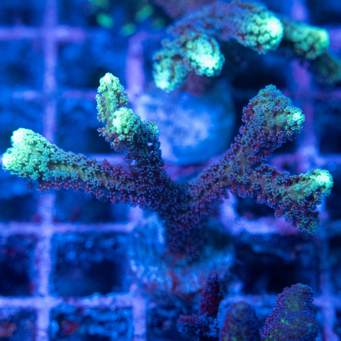 Neon Tip Seriatopora