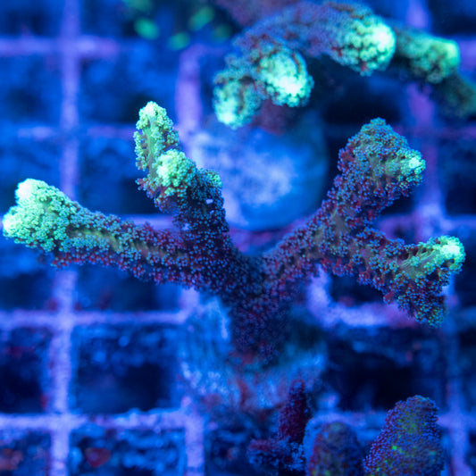 Neon Tip Seriatopora