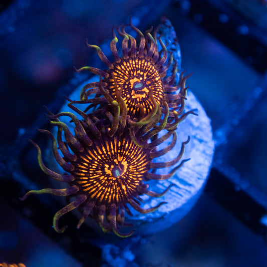 NightCrawlers Zoas