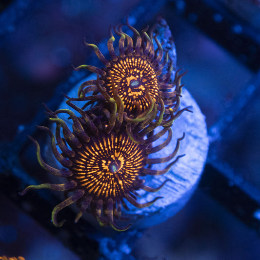 NightCrawlers Zoas