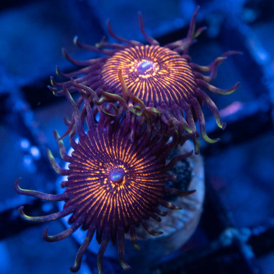 NightCrawlers Zoas