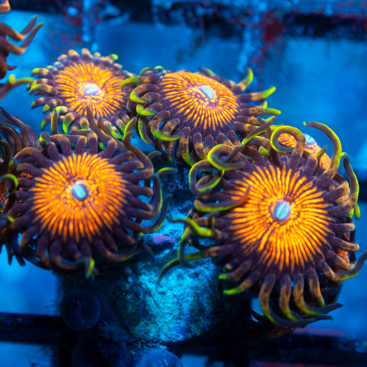 Nightmare  Zoa live reef coral - AquaGemCorals