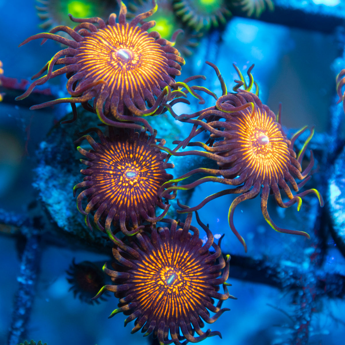 Nightmare  Zoa live reef coral - AquaGemCorals