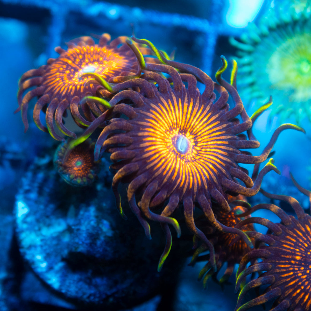 Nightmare  Zoa live reef coral - AquaGemCorals