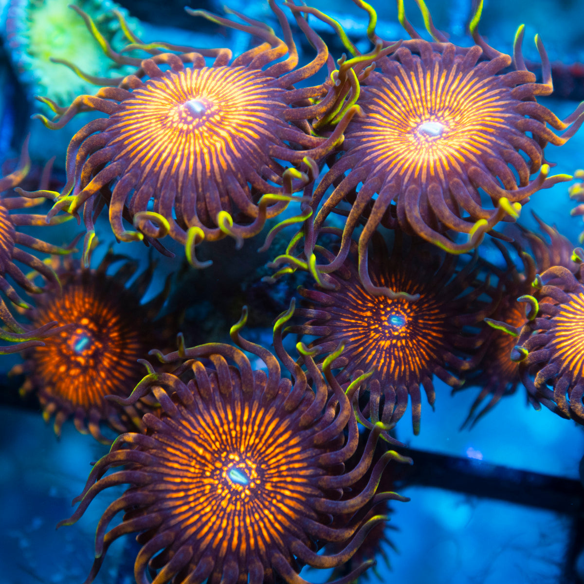 Nightmare  Zoa live reef coral - AquaGemCorals