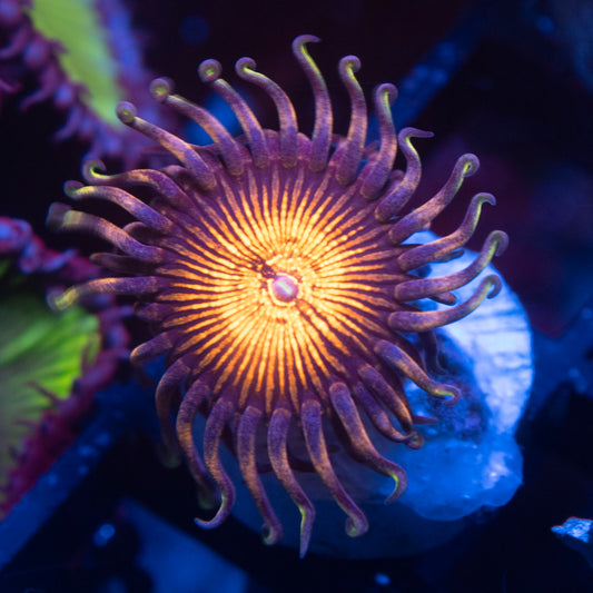 Nightmare Zoas