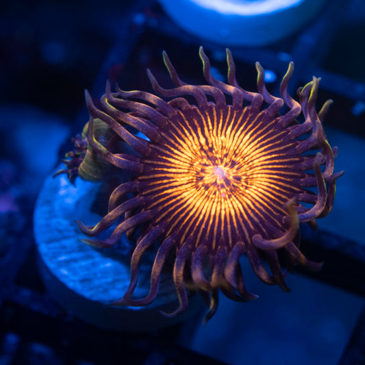 Nightmare Zoas