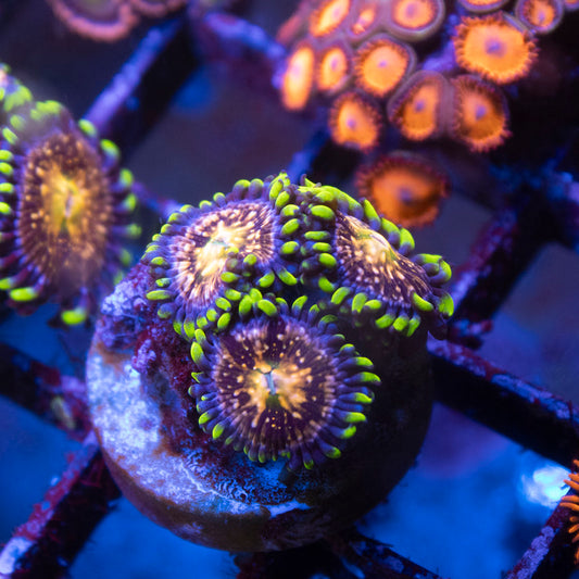 Nirvana Zoa