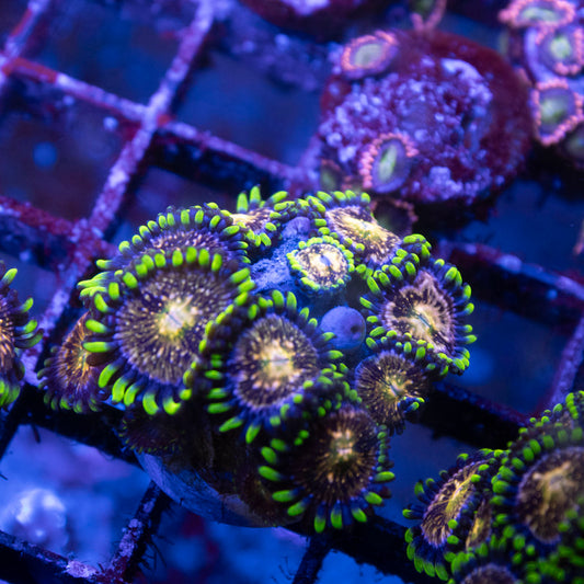 Nirvana Zoa